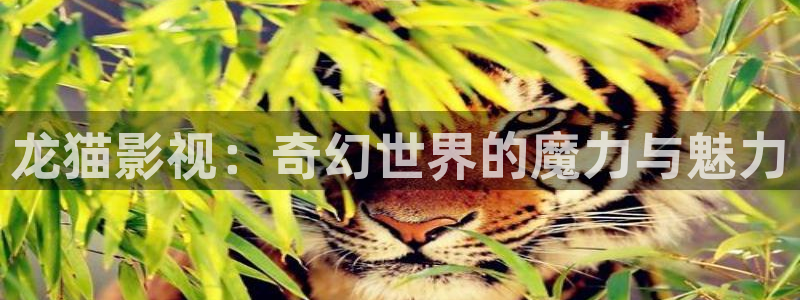 717电影秋霞：龙猫影视：奇幻世界的魔力与魅力